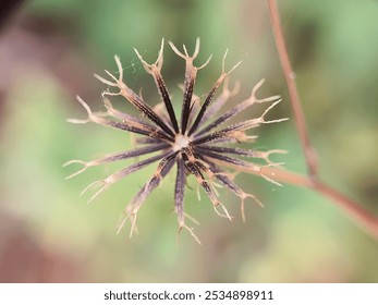 A close-up of a dried plant seed head with spiky tendrils, captured against a soft, blurred background. - Powered by Shutterstock