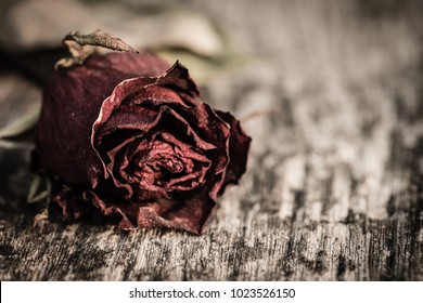 Closeup dried red rose, dead red rose on wooden background with vintage style. Broken hearted, Love, Wedding and Valentines day concept.