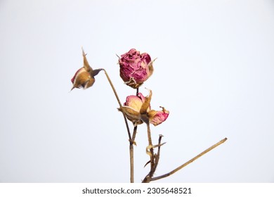 Closeup dried rose flower head isolated on white background cutout. dried rose flower with dried leafs isolated. Out of focus. - Powered by Shutterstock