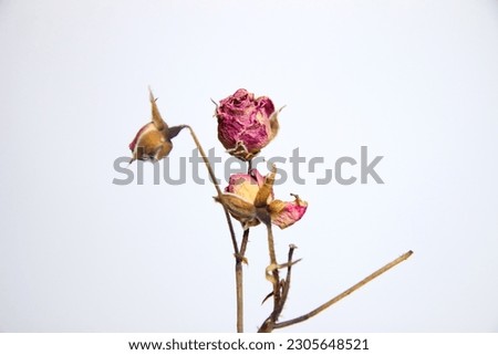 Closeup dried rose flower head isolated on white background cutout. dried rose flower with dried leafs isolated. Out of focus.