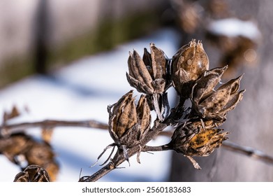 A close-up of dried seed pods clinging to a branch in winter.  - Powered by Shutterstock