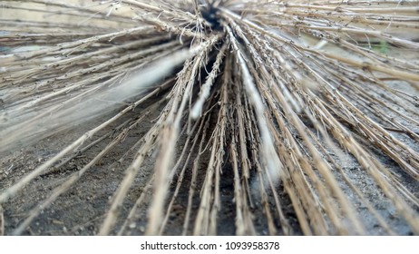 Closeup of dried stems