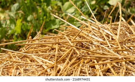 Close-up Of Dried Straw To Protect Crops From Drought, In Vegetable Garden