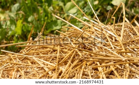 Close-up of dried straw to protect crops from drought, in vegetable garden
