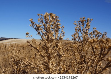 Close-up of dried thistle plants in a barren field, with solar panels and rolling hills in the background under a bright blue sky. The scene contrasts the harsh natural landscape - Powered by Shutterstock