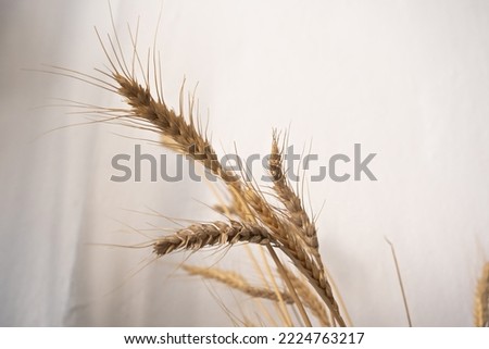 Close-up dried wheat stalks, flower arrangement art wedding decoration, natural ear of wheat grain flowers, home decoration concept