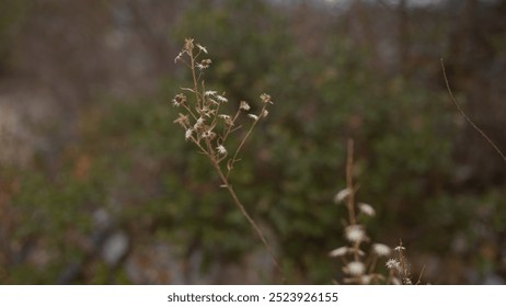 Close-up of dried wildflowers against a blurred bokeh background in nature. - Powered by Shutterstock