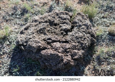 Close-up of dried-up cow manure pile