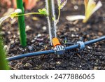 Close-up of a drip irrigation system installed in a vegetable greenhouse.