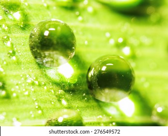 Closeup Drops Of Water On The Leaf After Rain For Adv Or Others Purpose Use