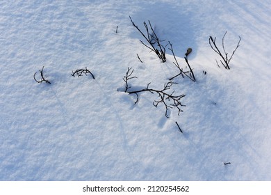 Close-up of dry blades of grass on white background after winter snow storm. Snow-covered plants on the field. Agriculture. Frozen plants. Blue shadows from winter sun. Abstractraction