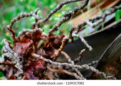 closeup of dry branches