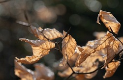 Close-up Of Dry Brown Beech Leaves In Winter. The Leaves Are Still Hanging On The Branches. The Sun Shines Through The Leaves. Reflections Of Light In The Background.