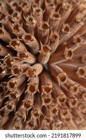 Close-up Of The Dry And Brown Flower Head Of A Bee-balm (bergamot) Plant In Autumn.