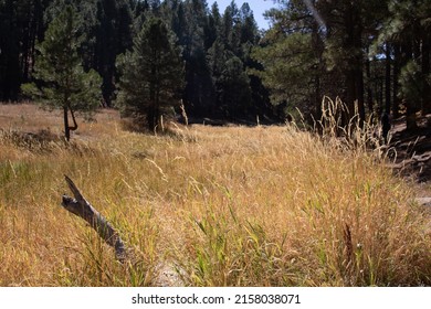 A Closeup Of A Dry Dead Grass Field With A Slow Wind Blow And Fir Trees In The Background