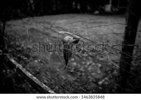 Im Wald Natur Pflanze Pilz