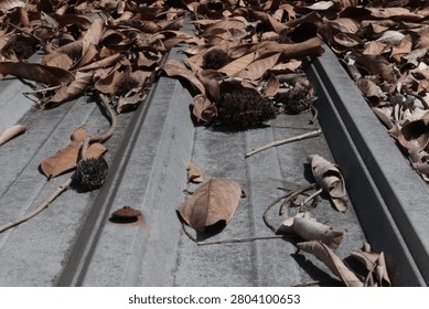 Close-up of dry fallen leaves and tree debris scattered across a corrugated galvanized metal roof of a rural house in Java, Indonesia. Natural rooftop texture beneath tropical trees with seasonal leaf accumulation.