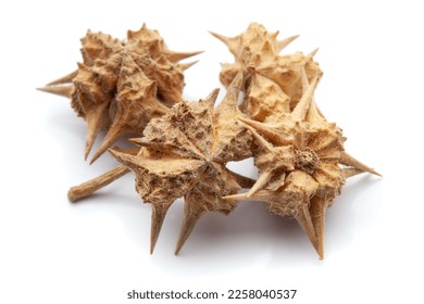 Closeup of Dry gokhuru (tribulus terrestris) fruits, isolated on white background. - Shutterstock ID 2258040537
