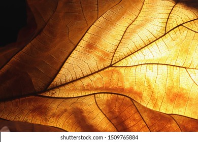 close-up dry leaf texture background, brown nature background - Powered by Shutterstock