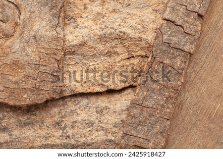 Close-up of Dry Organic Banyan or Banian (Ficus benghalensis) bark, Full-Frame wallpaper. Top View