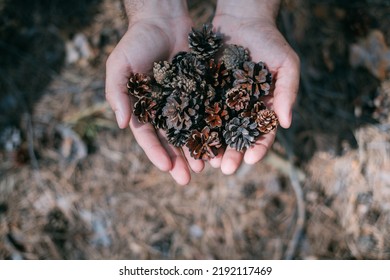 Close-up. Dry Pine Cones In Men's Palms Above The Ground. A Man Holds In His Hands A Handful Of Pine Cones That Have Fallen From A Pine Tree