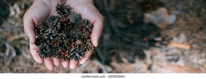 Close-up. Dry pine cones in men's palms above the ground. A man holds in his hands a handful of pine cones that have fallen from a pine tree - Shutterstock ID 2203053691