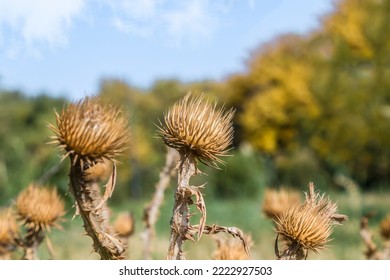 Close-up of a dry plant with thorns and natural background. Dry thistle.