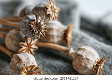 
Close-up of dry poppy heads with intricate textures, showcasing their earthy tones and natural beauty. Perfect for themes of nature, harvest, or rustic decor. - Powered by Shutterstock