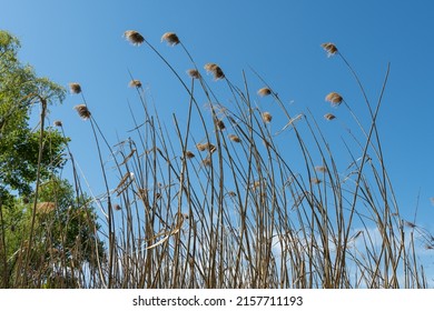 Close-up dry reeds sway on the river bank against the blue sky. Inflorescences and stalks cane blowing in the wind. View on brown bulrush in the swamp. Nature outdoors plants growing.