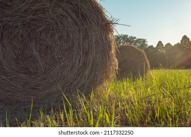 Close-up of dry round bales of hay in a freshly cut field in beautiful sunset light. Trees and blue sky in the background. Stockpiling hay for the winter to feed cattle - Powered by Shutterstock