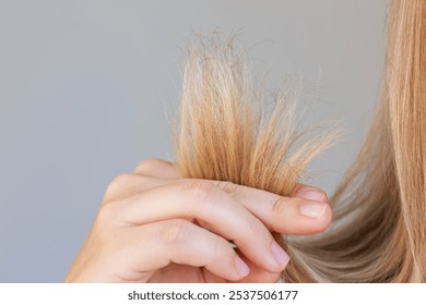 Close-up of the dry split ends in the young blonde woman's hand isolated on a grey background. Hair care