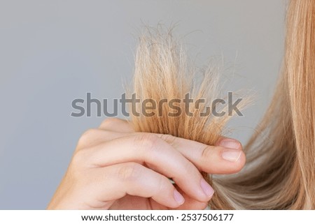 Close-up of the dry split ends in the young blonde woman's hand isolated on a grey background. Hair care