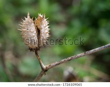 Closeup of a dry split plant pod with sharp spikes on the outside
