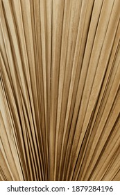 Closeup of dry tropical palm leaf isolated patter background. Minimal floral texture composition.