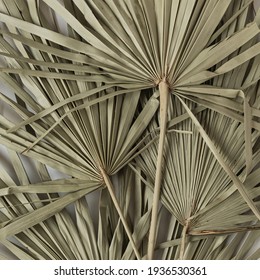 Closeup Of Dry Tropical Palm Leaf Isolated Pattern Background. Minimal Floral Texture Composition.