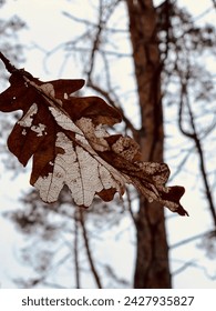 Close-up of a dry weather-beaten oak leaf on a gloomy winter day.