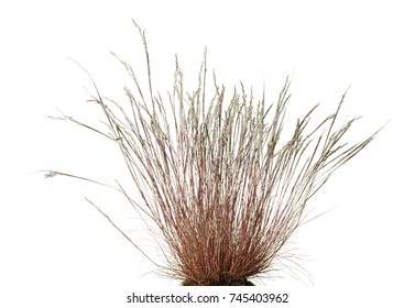 Close-up of dry wild grass tussock isolated on white background
