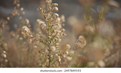 Close-up of dry wildflowers in murcia's sunlight, highlighting nature's delicate textures in spain. - Powered by Shutterstock