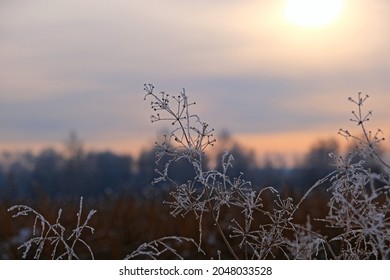 Close-up Of Dry Winter Plant. Sunset, Nostalgic Calming Natural Background, Shallow Focus, Wintertime, Copy Space