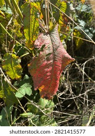 Close-up of a drying autumn dock leaf with red discoloration in nature.

Detailed macro shot of a large, partially withered dock leaf changing colors in autumn. The leaf displays vibrant red, burgundy, and green hues with a prominent vein texture, surrounded by wild vegetation and dry grass on a sunny day.