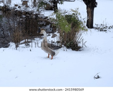 Closeup duck goose on snow in front of icy water