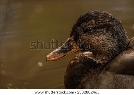 Closeup of duck in lake
