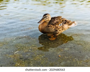 Close-up Of Duck At Lincoln Memorial Reflecting Pool