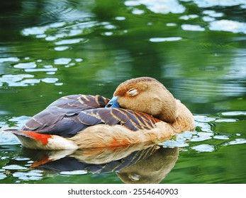 A closeup of a duck sleeping while floating on the water of a pond