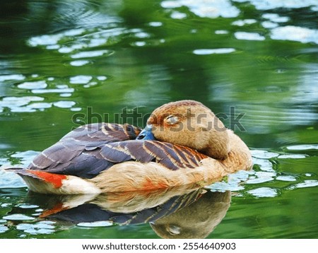 A closeup of a duck sleeping while floating on the water of a pond