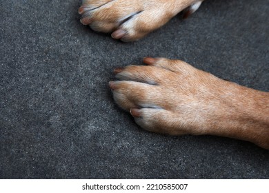 Close-up Dudley Labrador Retriever Mixed Dog Paws With Short Fingernails On Dark Rough Concrete Ground With Space