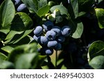 Closeup of Duke variety blueberry bushes loaded with large ripe blueberries on a u-pick farm on a sunny summer day, nutritious organic fruit, part of heathy lifestyle and diet
