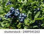 Closeup of Duke variety blueberry bushes loaded with large ripe blueberries on a u-pick farm on a sunny summer day, nutritious organic fruit, part of heathy lifestyle and diet
