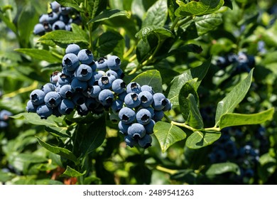 Closeup of Duke variety blueberry bushes loaded with large ripe blueberries on a u-pick farm on a sunny summer day, nutritious organic fruit, part of heathy lifestyle and diet
