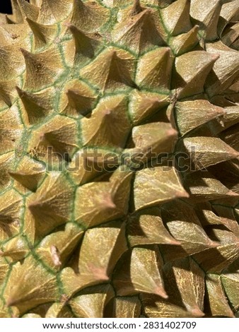 Close-up of a durian shell, highlighting the sharp, pointed spikes and natural geometric textures.
